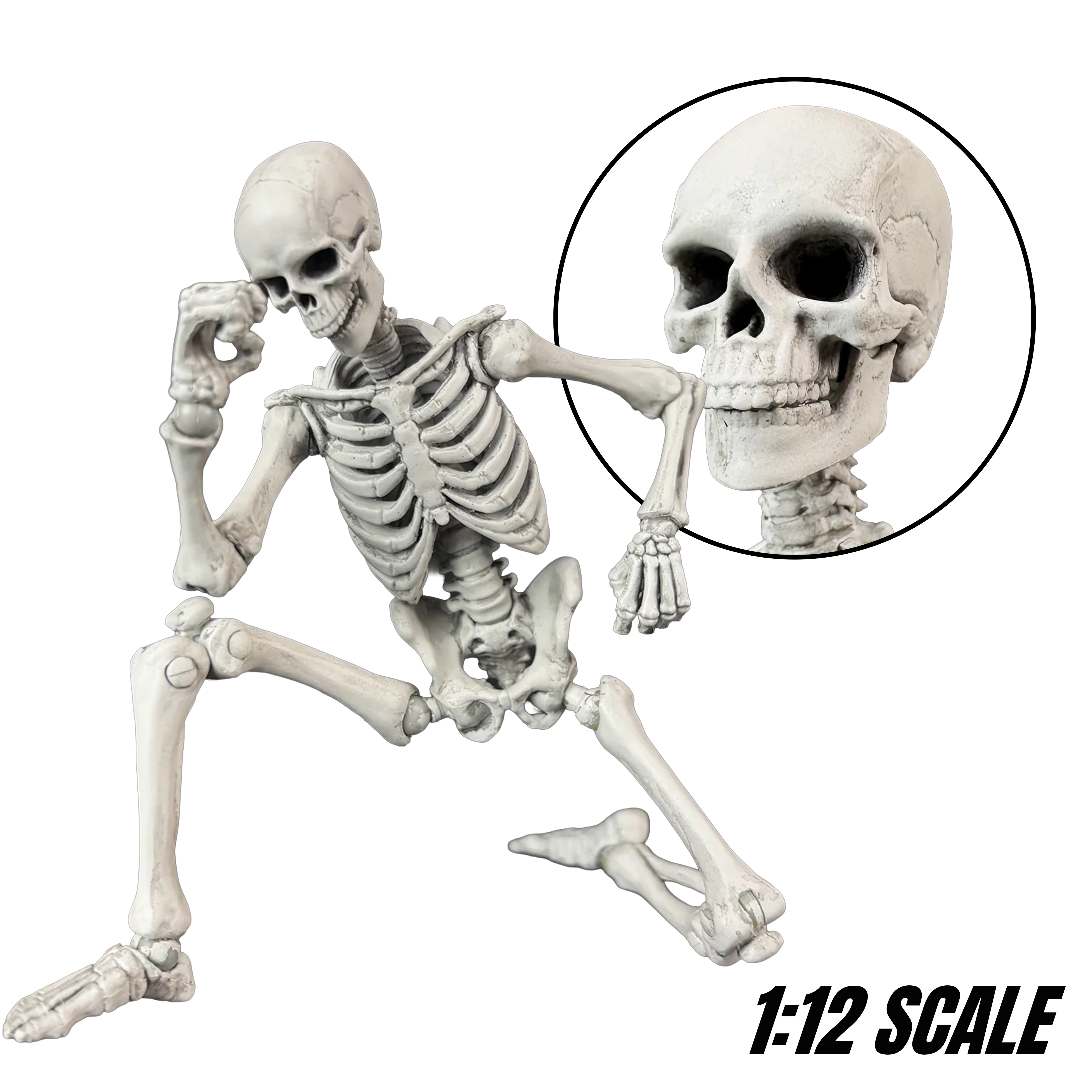 Articulated skeletal figure with magnified skull detail and 1 to 12 scale label