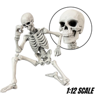 Articulated skeletal figure with magnified skull detail and 1 to 12 scale label